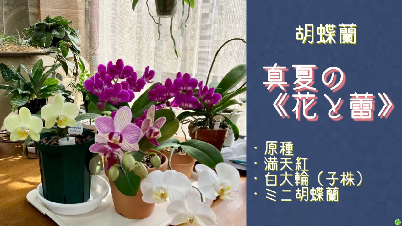 2022年7月11日　7月中旬の胡蝶蘭《花と蕾》　例年だったら未だ梅雨期で雨☔️の恵があったはず　水やりが難しいですね〜　そんな中でも咲いている胡蝶蘭と蕾を持った胡蝶蘭の紹介です　・満天紅