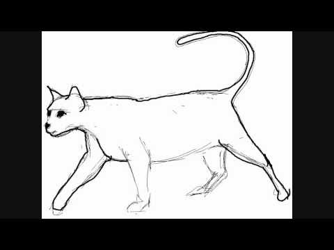 Dessin De Chat Comment Dessiner Youtube