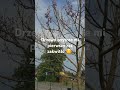 Oxytree zakwitło w Polsce ;) 2025r