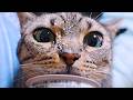 顔にヨーグルトが付いても気づかない猫！