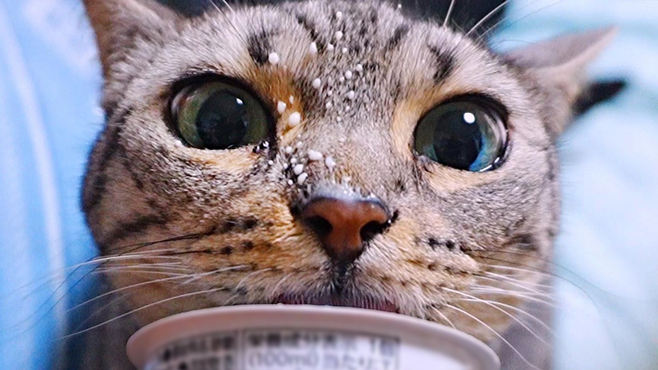 顔にヨーグルトが付いても気づかない猫！