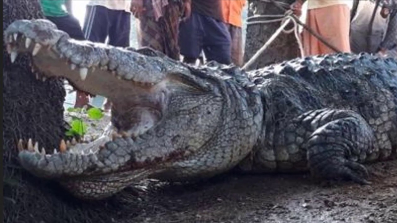 India man wakes up to crocodile shock Breaking News Today World