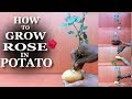 HOW TO GROW ROSE IN POTATO | ROSE GROWING AT HOME EASY TIPS | ROSE  GROWING TIPS |