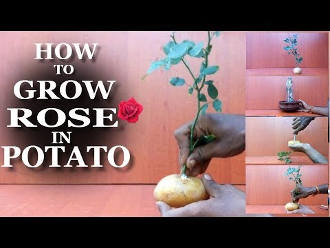 How To Grow Rose In Potato Rose Growing At Home Easy Tips Rose Growing Tips Youtube,How Long To Cook 1 Inch Pork Chops In Oven