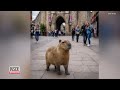 Sightings Of Capybara That Escaped From Zoo Show Him Having A Great Time