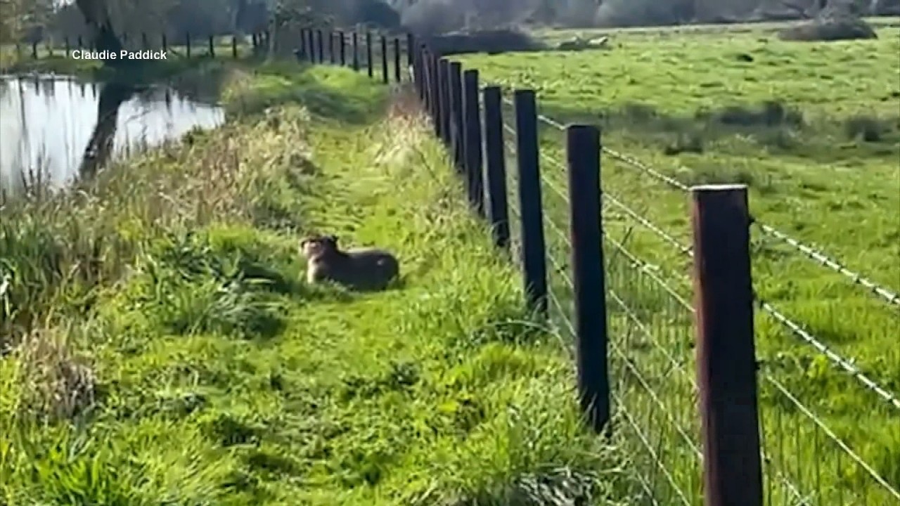 Sightings Of Capybara That Escaped From Zoo Show Him Having A Great Time