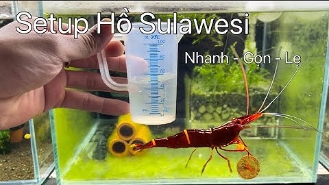 Hướng Dẫn Setup Hồ Tép Sulawesi - Dòng Tép Cảnh Khó Nuôi Nhất Có Gì Đặc Biệt ?