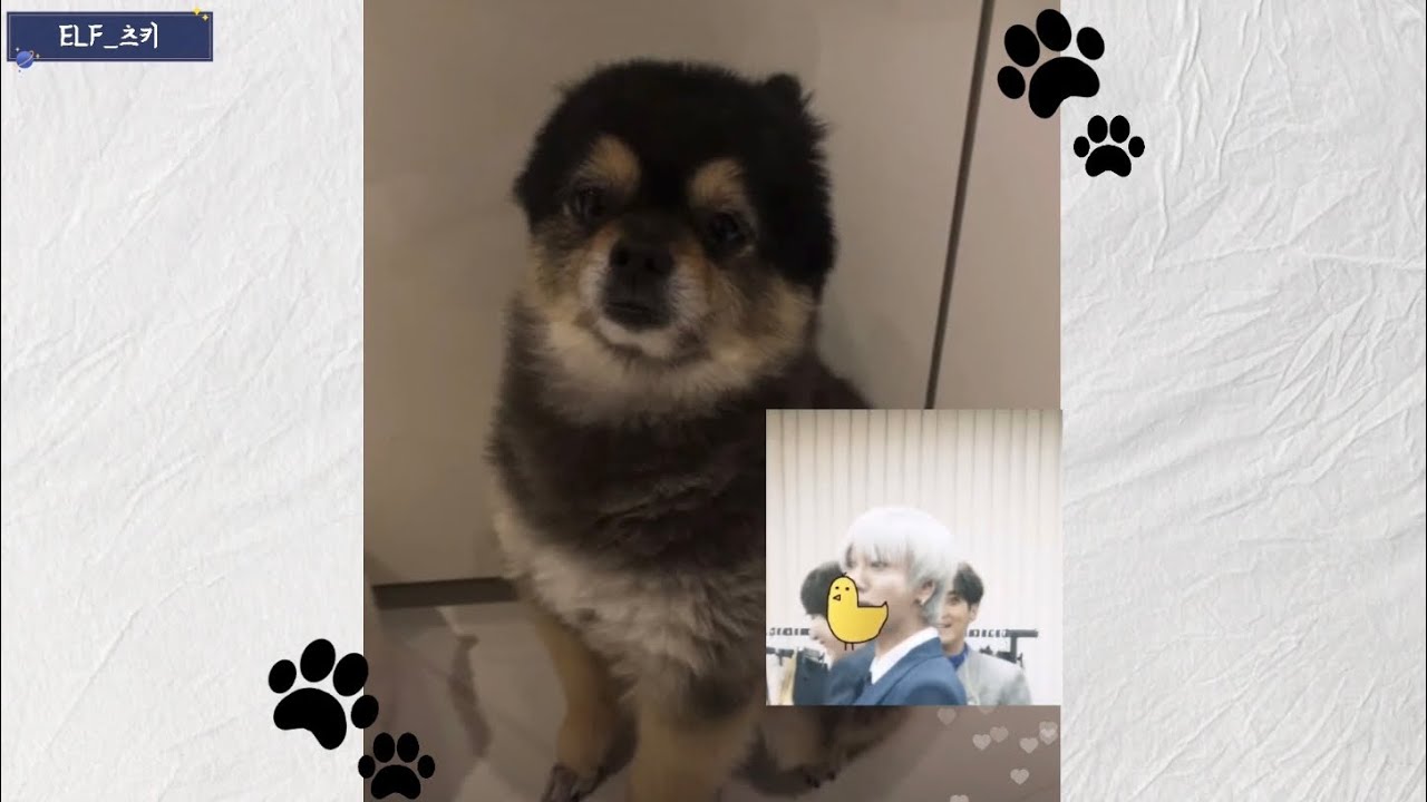 [슈퍼주니어/예성] 강아지랑 소통할 줄 아는 예성 🐶🐾