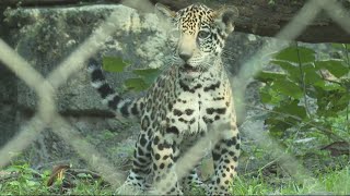 Banks, 14-week-old Jaguar cub at Jacksonville Zoo, makes public debut