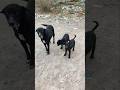 Adorable Black Puppies Playing with Their Protective Father #shorts  #PuppyLove #Dog #CuteAnimals