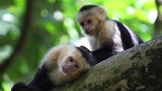 The White-faced Capuchin in Costa Rica