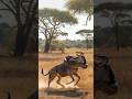 the wildebeest is trying to escape from the giant python wrapped around it #giantpython #animals
