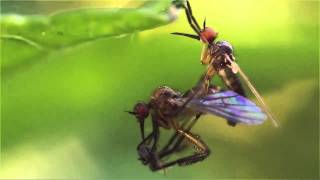 Çiftleşme töreni - Mating empididae