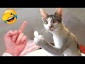 Funniest animals 2023  new funny cats and dogs  part 15