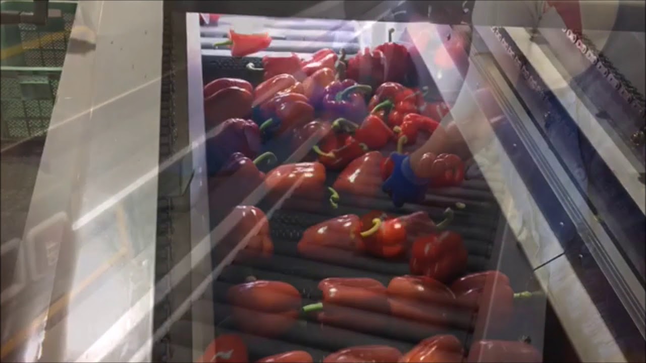 SNPSYSTEM - PAPRIKA SORTING 파프리카 (동송농협)