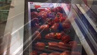 SNPSYSTEM - PAPRIKA SORTING 파프리카 (동송농협)