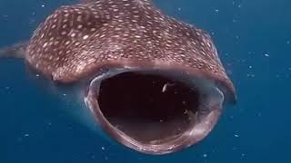 The whale shark is a filter feeder – one of only three known filter-feeding shark species