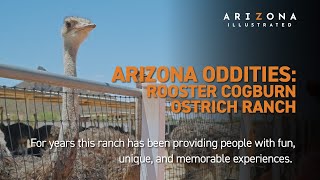 Arizona Oddities Rooster Cogburn Ostrich Ranch