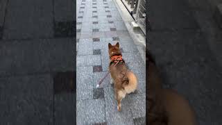 セラフィ　VLOG散歩 浜の町（20210919）