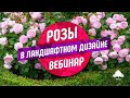 Розы в ландшафтном дизайне