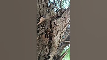 Channeled message from Gaia