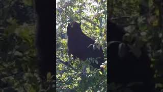 Cherry-Feasting Black Bear Climbs to New Heights🐼#short #youtubeshorts Wealth