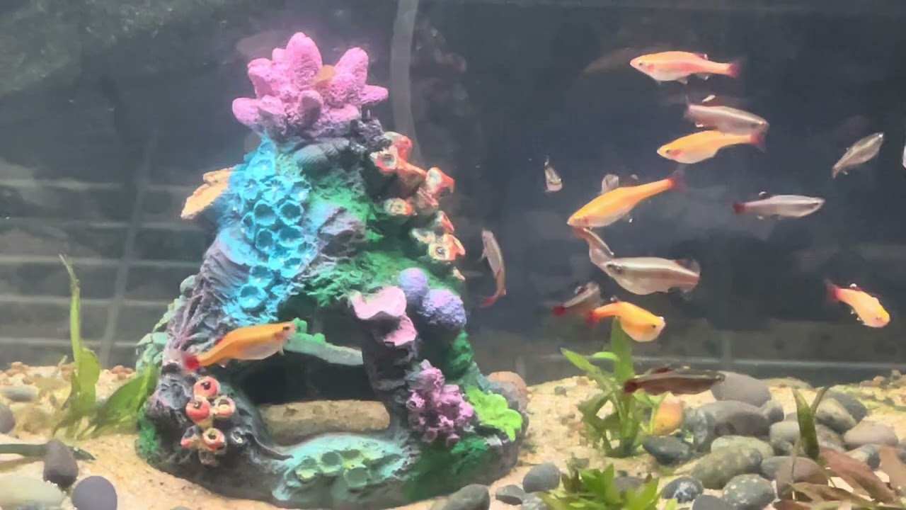 Minnow tanks revamped 