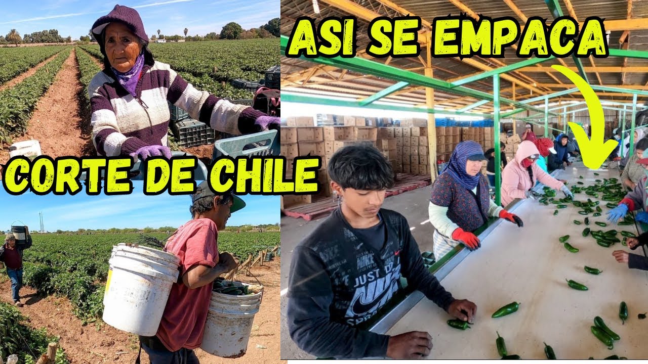 Así se corta el chile jalapeño / Agropecuaria JAM / Empaque.