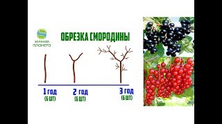 Обрезка смородины: когда и как правильно ее делать / Выращивание смородины