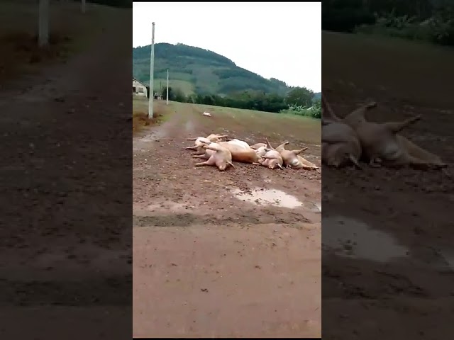 ENCHENTES EM ROCA SALES DEIXAM PORCOS MORTOS À MARGEM DE ESTRADA