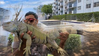 Iguanas are thriving this summer in South Florida -months after thousands were wiped out in a freeze