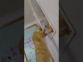 why does he do this? #cat #kitten #orangecat