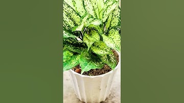 Những lưu ý khi trồng cây Ngọc Ngân mà bạn cần biết ? #kiengla #ngocngan #giathetrongcay  #sfarm