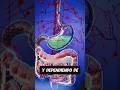 Así se absorben las pastillas en tu cuerpo 😱💊 (¡No lo sabías!) #shorts #cuerpo humano explicacion
