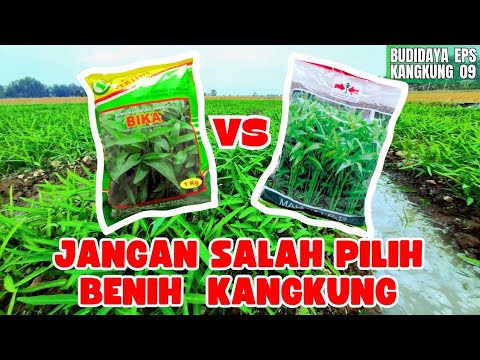 Foto Kangkung