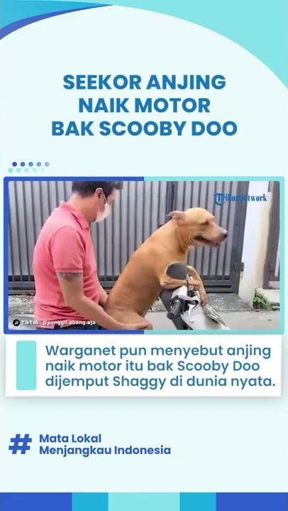 Seperti Scooby Doo dan Shaggy Versi Dunia Nyata, Seekor Anjing Anteng Diajak Jalan-jalan