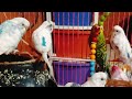 DimpalYadav is live lovebirds cute video