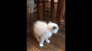 Ragdoll Kitten meets Resident Cat