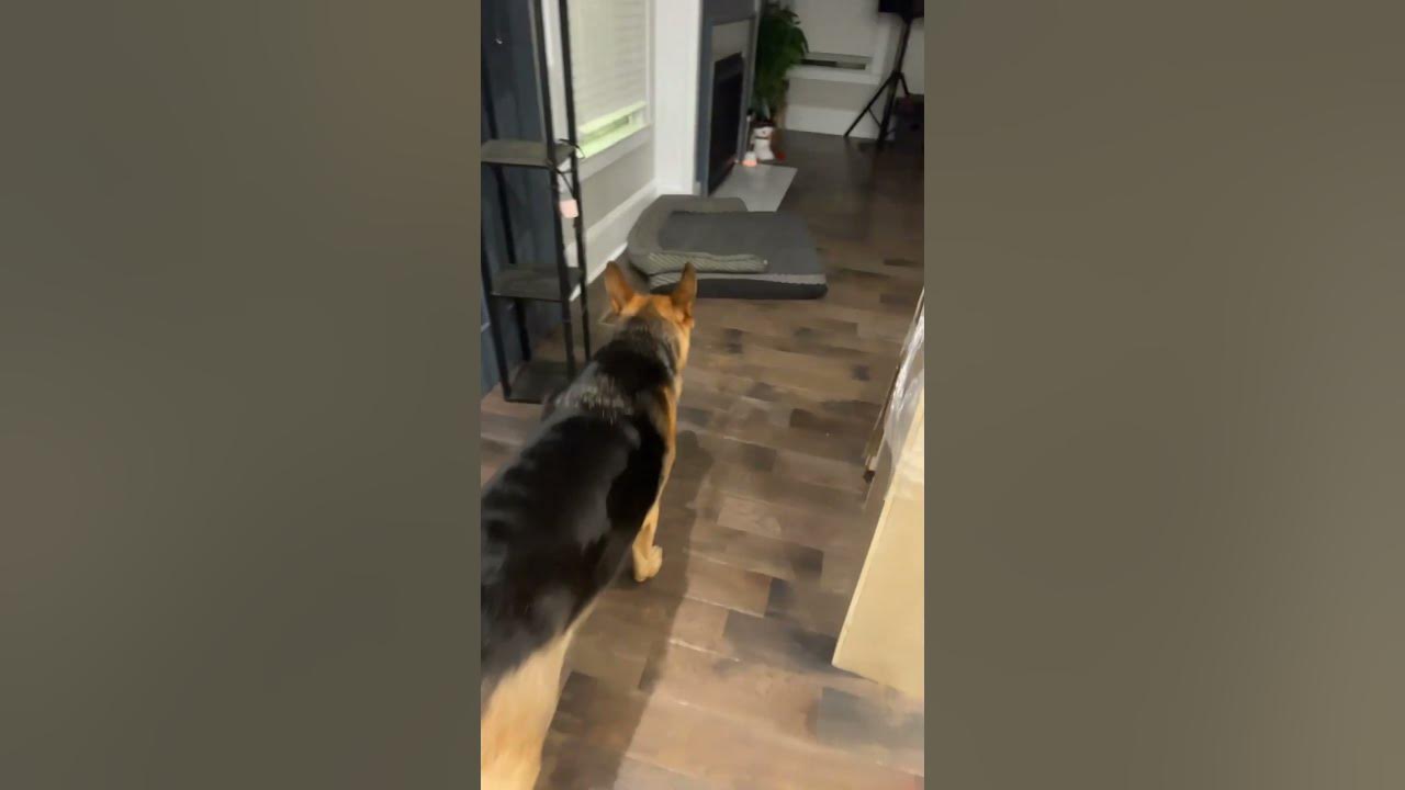 dog-eats-chicken-bone-youtube