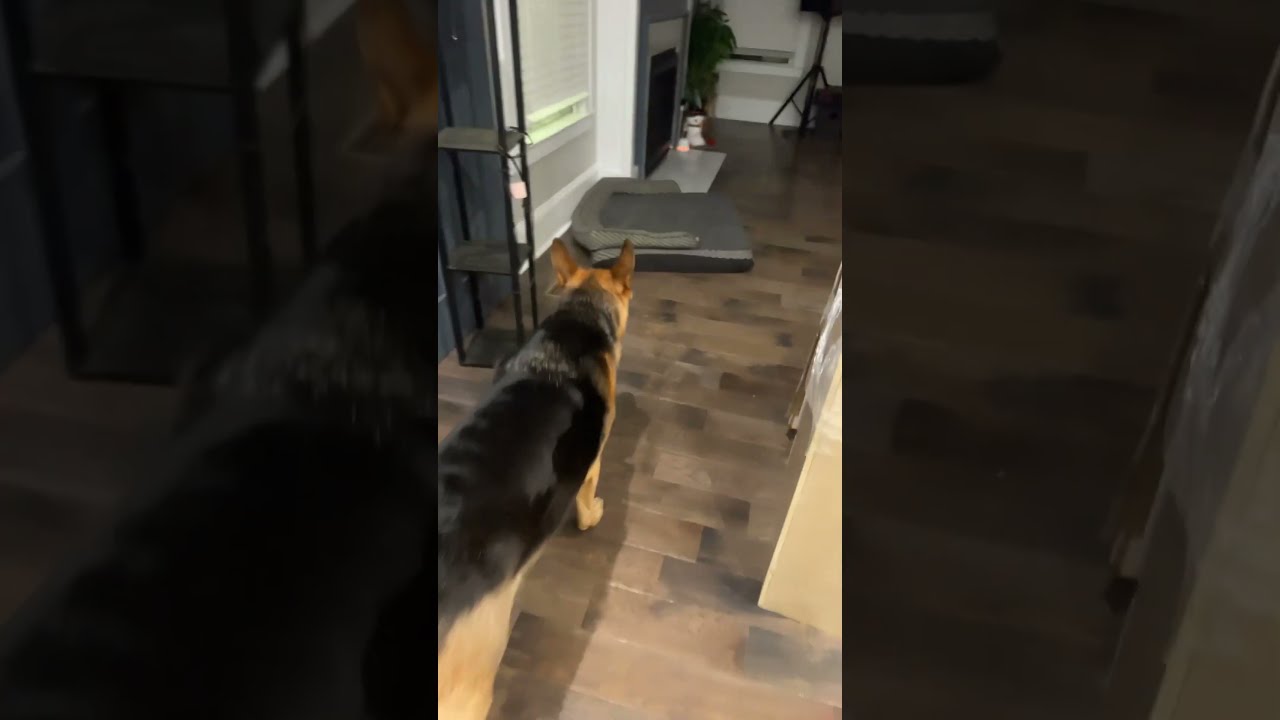 Dog Eats Chicken Bone YouTube Dog Eats Chicken Bone YouTube