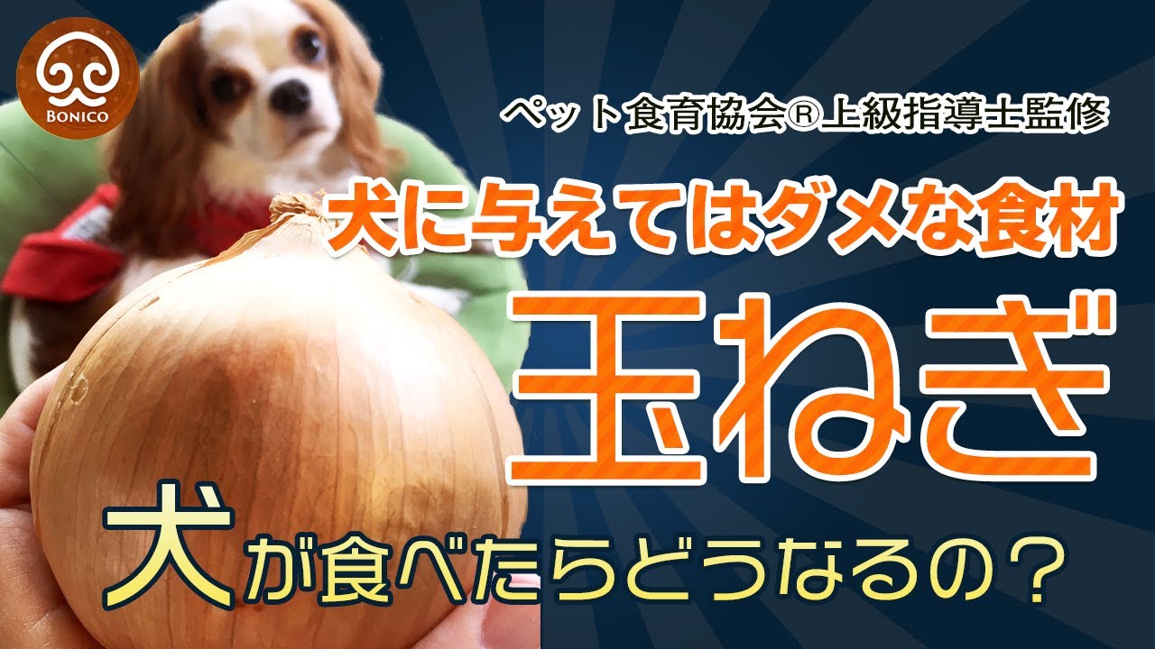 犬が 玉ねぎ を食べてはいけない理由をご存知ですか Youtube