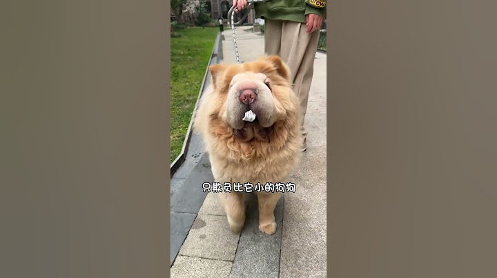 今天上门遛狗遇到一只Q版松狮，被它萌翻啦！#动物#萌宠#宠物#animals#cute#pets#funny