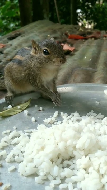 Squirrel With Rice