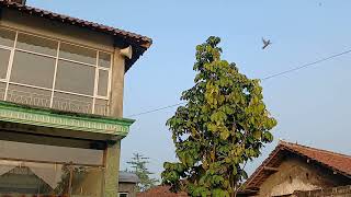 PART 2 PEMANDANGAN BURUNG TERBANG, KICAUAN PERKUTUT, SUARA AYAM BERKOKOK/RELAKSASI_NURUL HIDAYAH