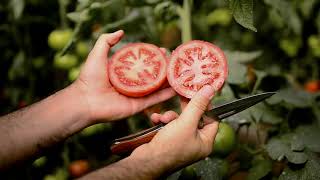 Tomate Alamina Rz