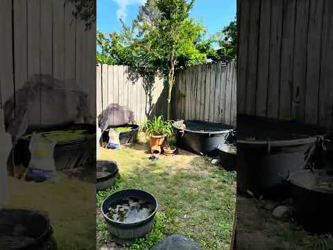 Garden Update May 2, 2026