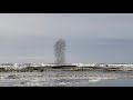 Murmuration of Sandpipers is an awe inspiring, beautiful spectacle #murmuration #nature