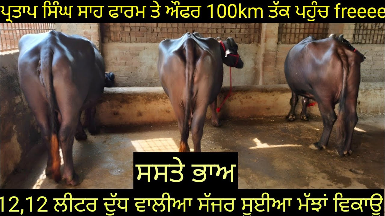 ਔਫਰ ਹੀ ਔਫਰ ਪ੍ਰਤਾਪ ਸਿੰਘ ਸਾਹ ਫਾਰਮ ਤੇ ਔਫਰ ਸੱਜਰ ਸੂਈਆ ਮੱਝਾਂ 4 animals for sale 