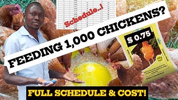 Shocking Cost of Feeding 1000 chicks till maturity? Full Feeding Schedule & Cost Breakdown!