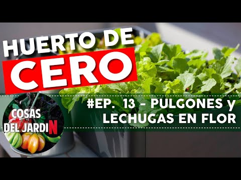 #GARDENINGFROMZERO EP13 - Aphid control - bolted lettuce